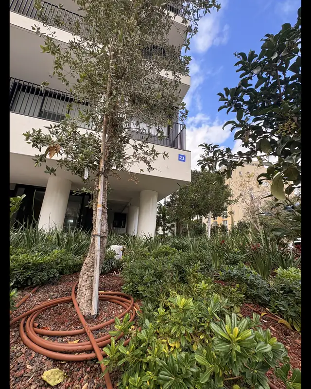 עץ צעיר שנשתל בערוגה מחופה, עם צנרת השקיה סביבו