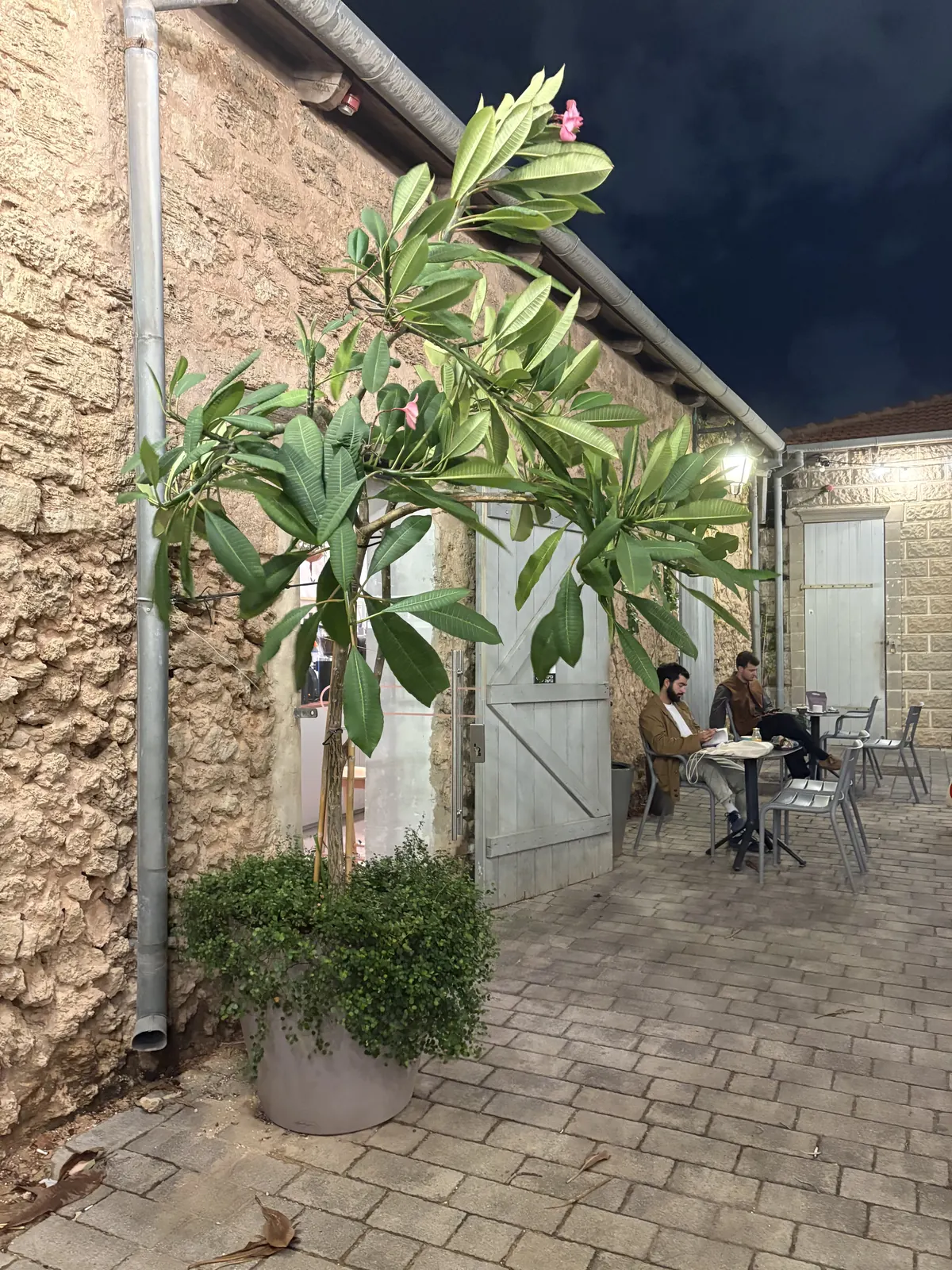 פלומריה פורחת מוארת על רקע קיר אבן בלילה