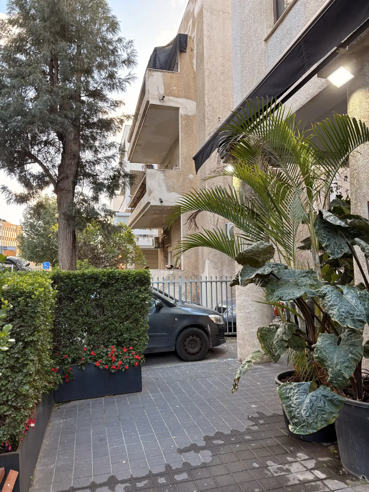 דקלים וגדר חיה בכניסה