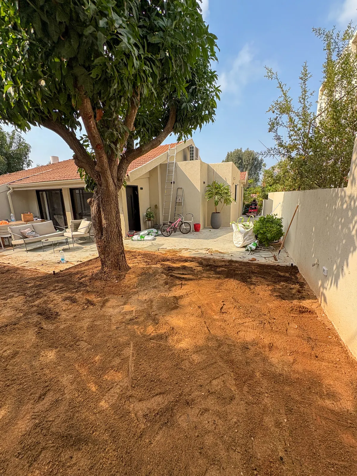 החצר לפני: אדמה חשופה מיושרת סביב העץ