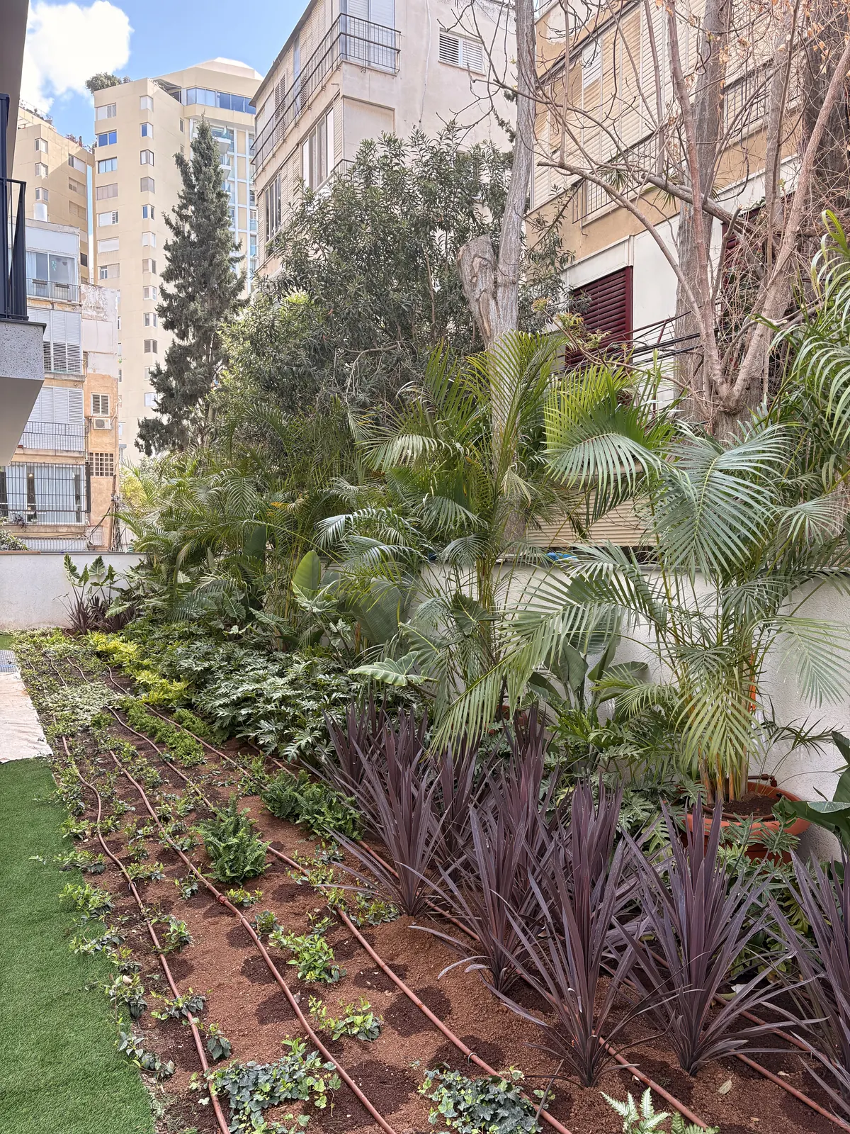 הערוגות מיד אחרי השתילה: שלוחות טפטוף ושתילים צעירים